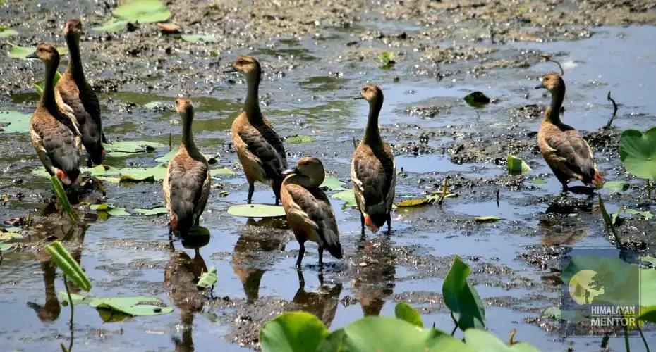 Koshi Tappu Birds & Biodiversity Tour
